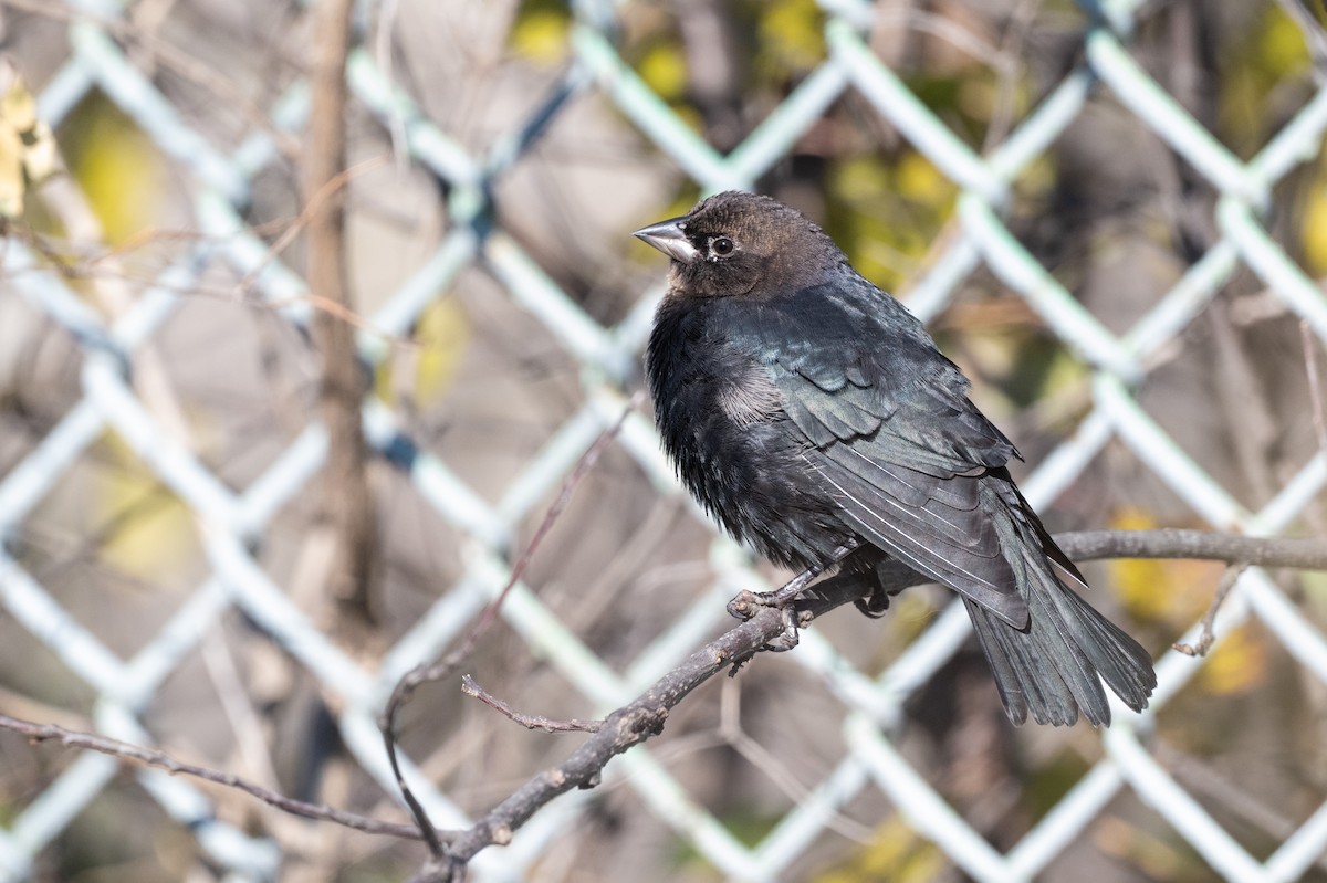 Braunkopf-Kuhstärling - ML644627543