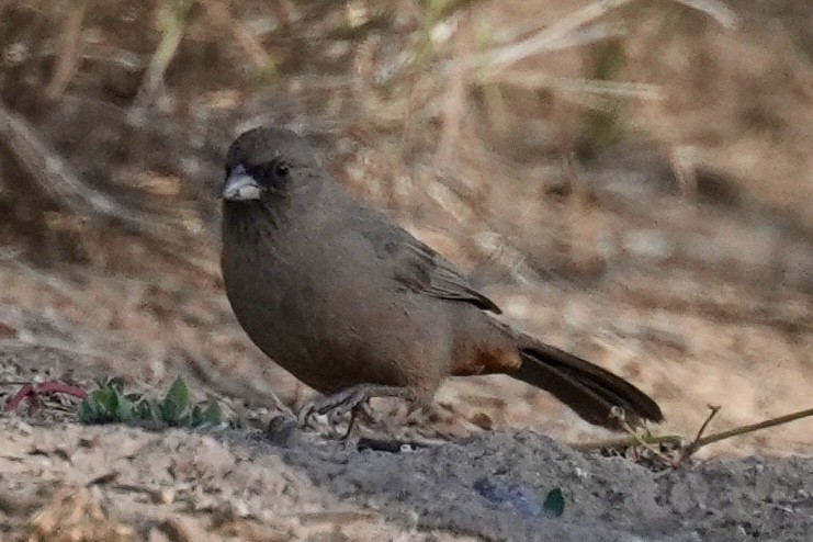 Чернолицый тохи - ML644627544