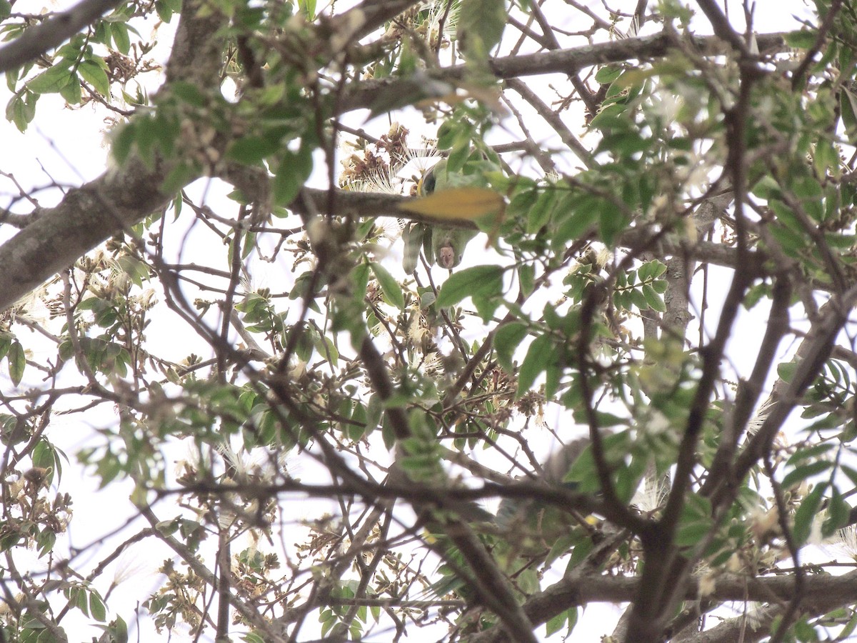Yellow-chevroned Parakeet - ML644627551