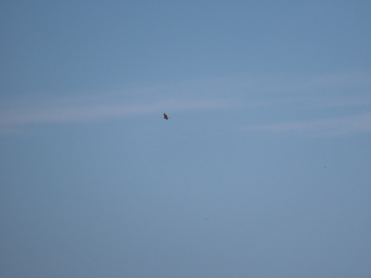 Ferruginous Hawk - ML644627552