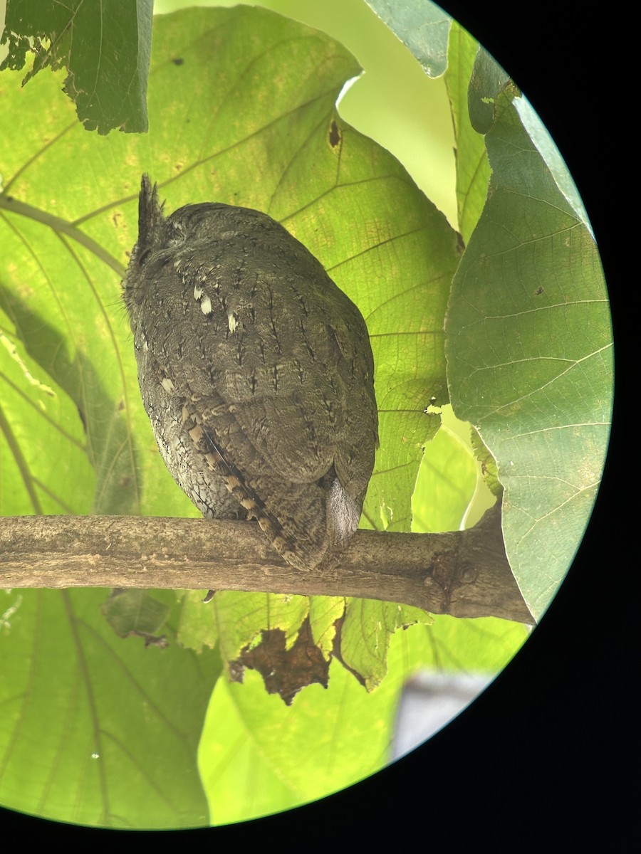 Pacific Screech-Owl - ML644627553