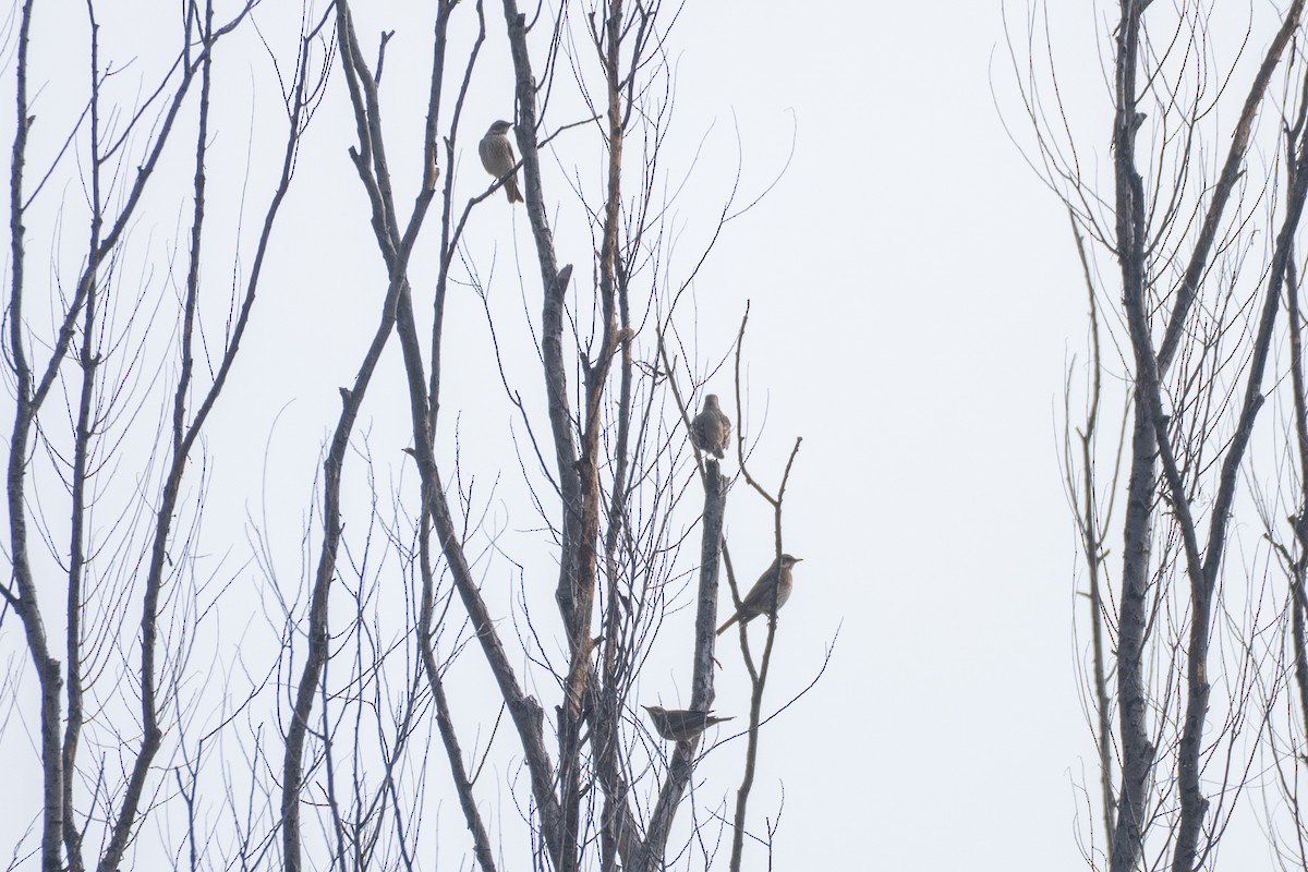 Grive de Naumann - ML644627559