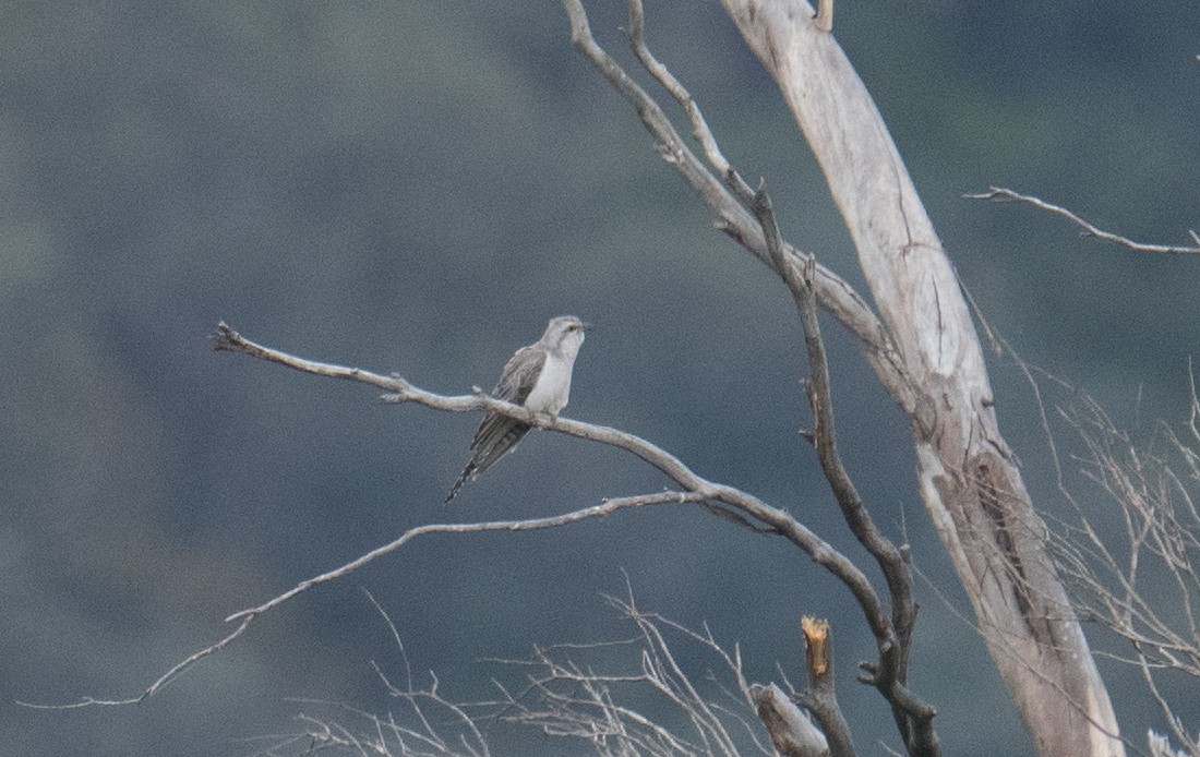 Бледная кукушка - ML644627564