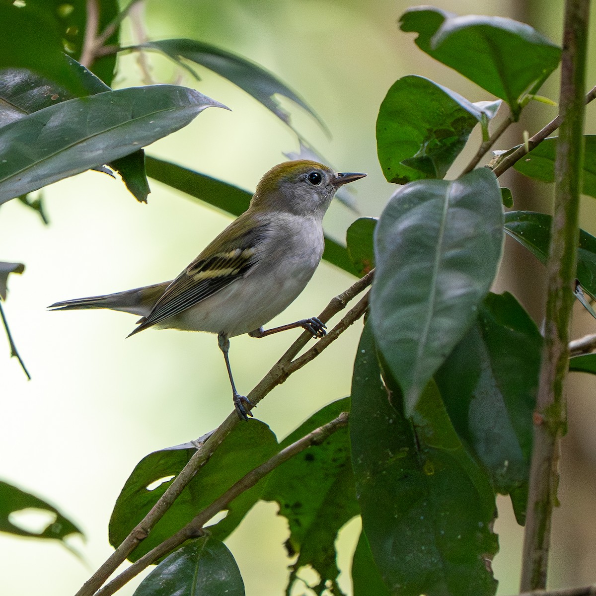 Chestnut-sided Warbler - ML644627566