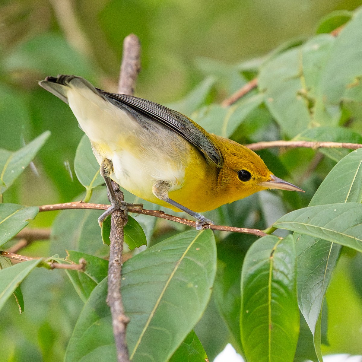 オウゴンアメリカムシクイ - ML644627570