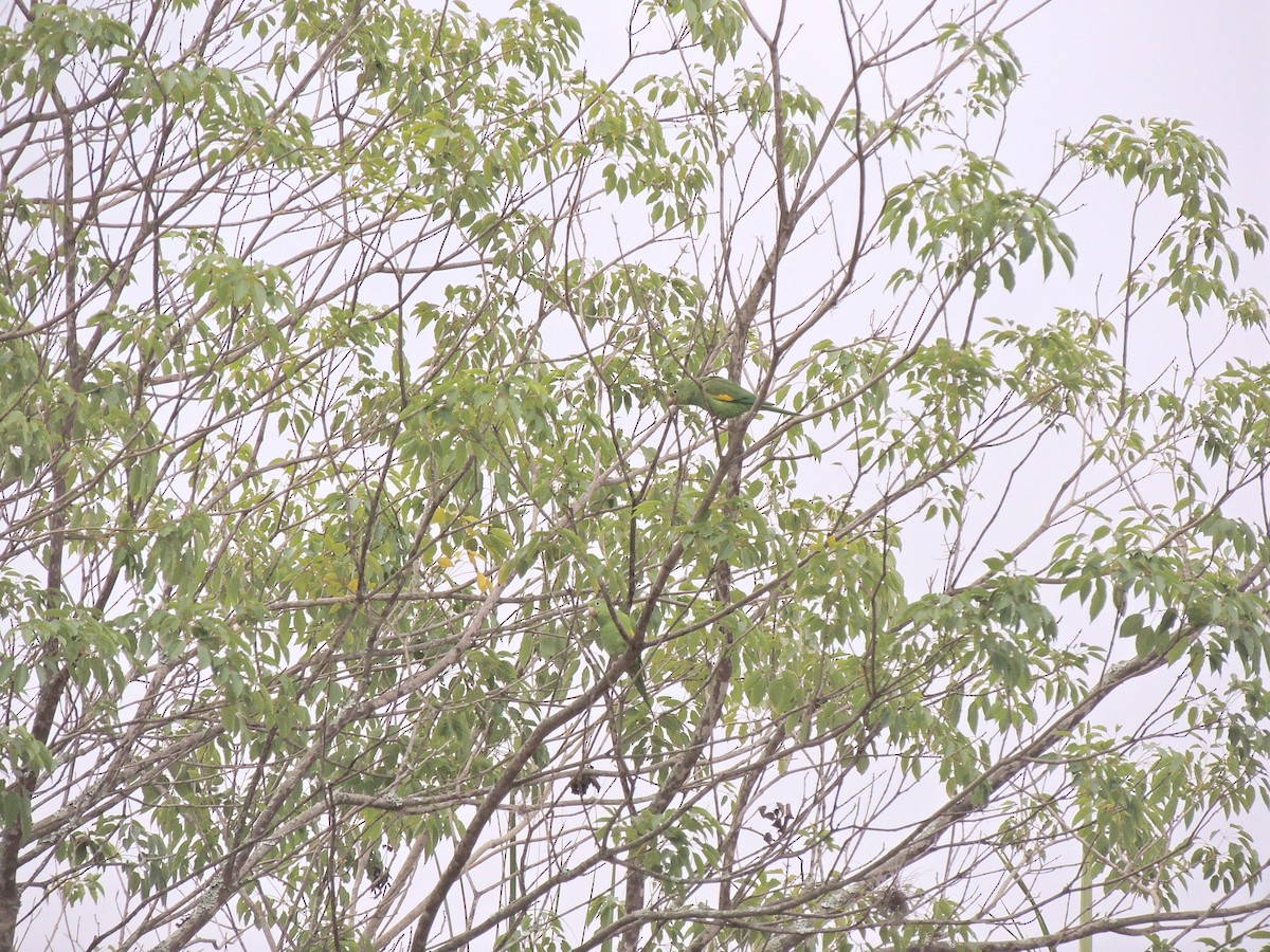 Yellow-chevroned Parakeet - ML644627573