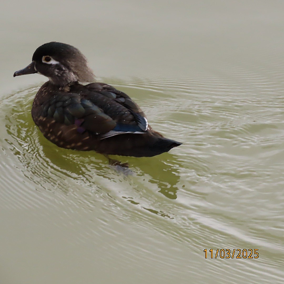 美洲鴛鴦 - ML644627590