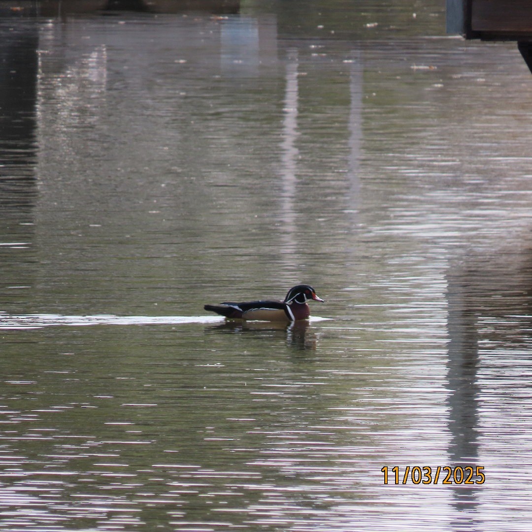 美洲鴛鴦 - ML644627591