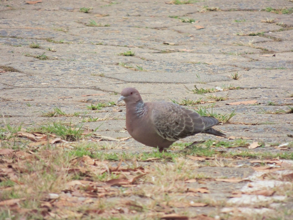 Темнохвостый голубь - ML644627592