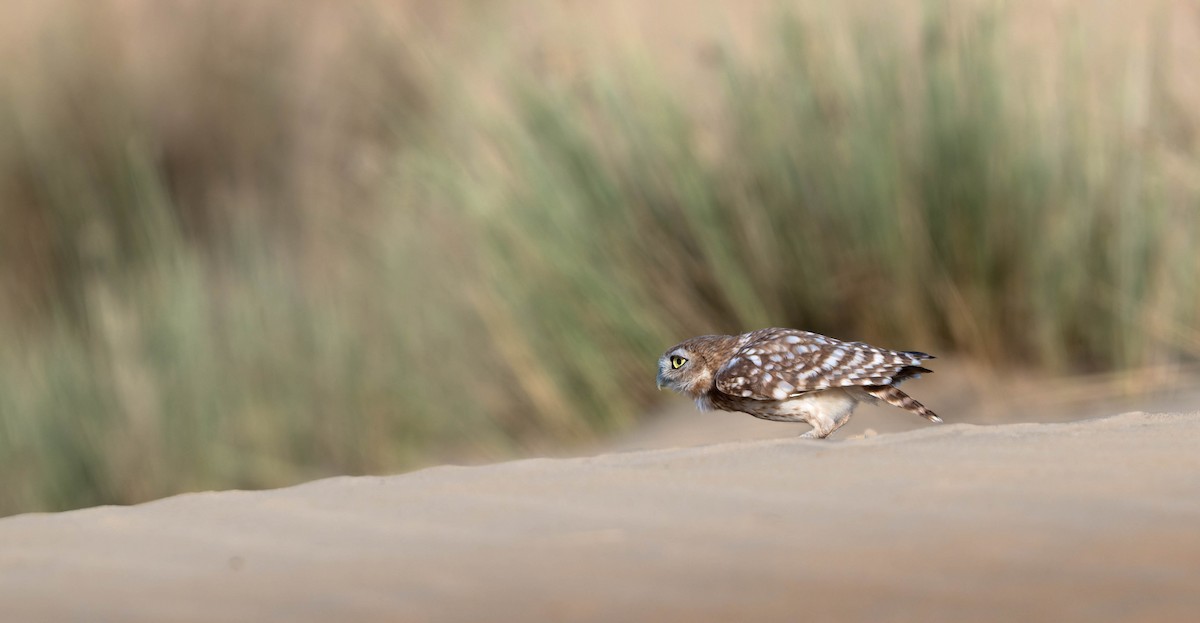 Civetta - ML644627596