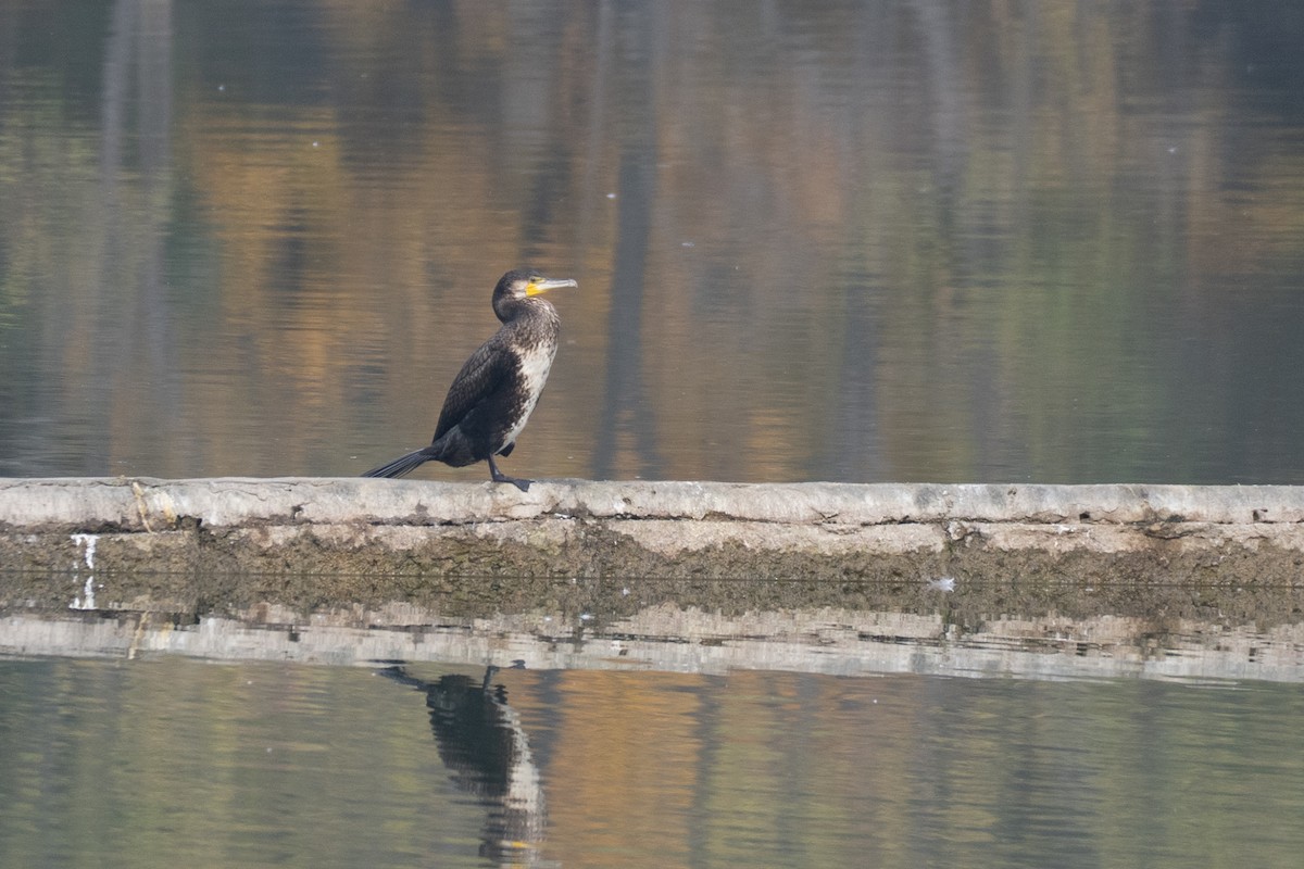 Cormorán Grande - ML644627597