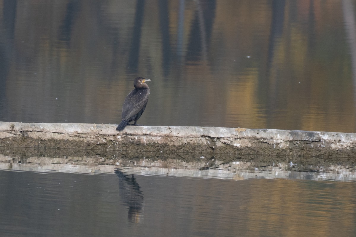 Cormorán Grande - ML644627598