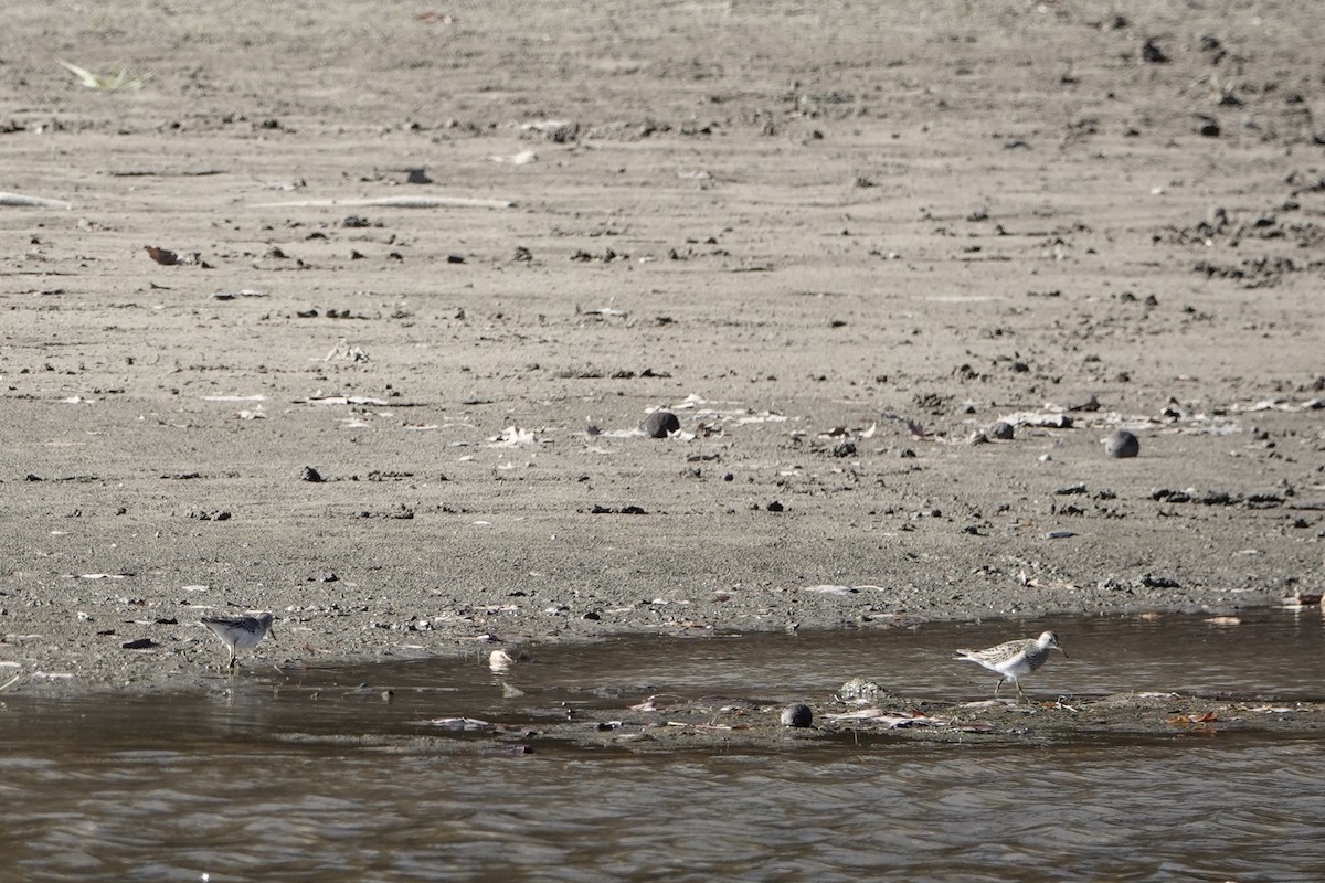 Побережник арктичний - ML644627601