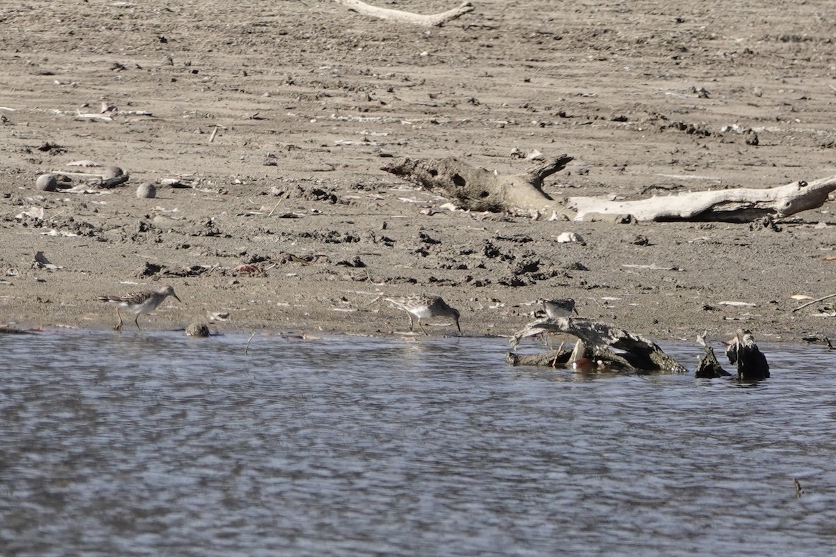 Побережник арктичний - ML644627603