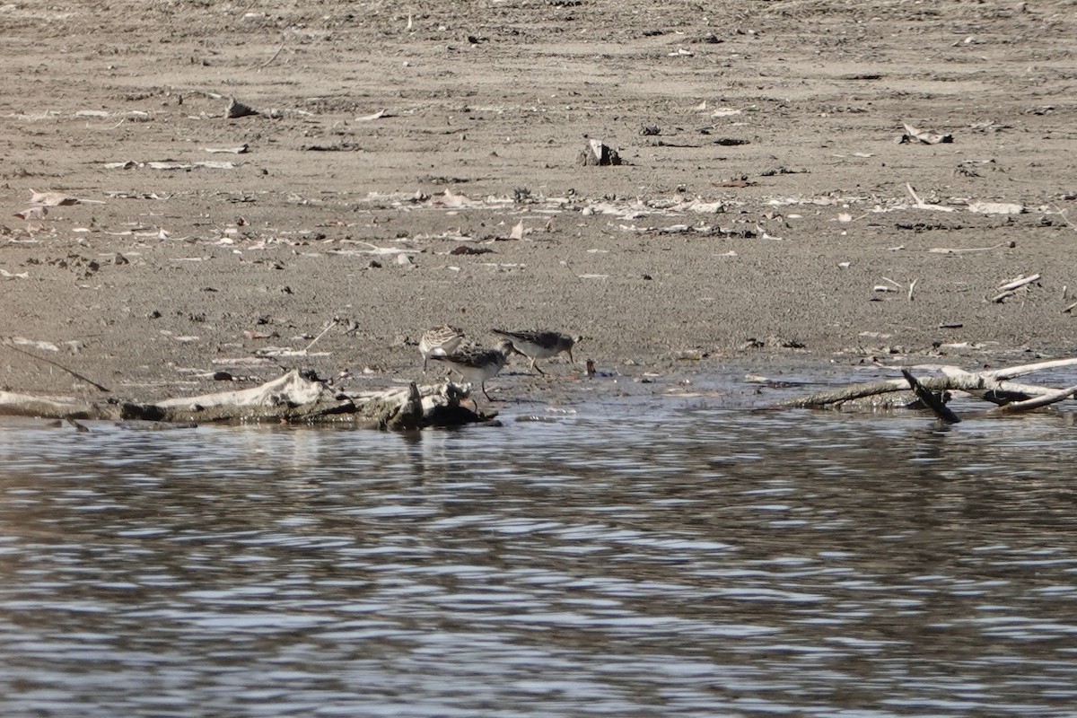 Побережник арктичний - ML644627605
