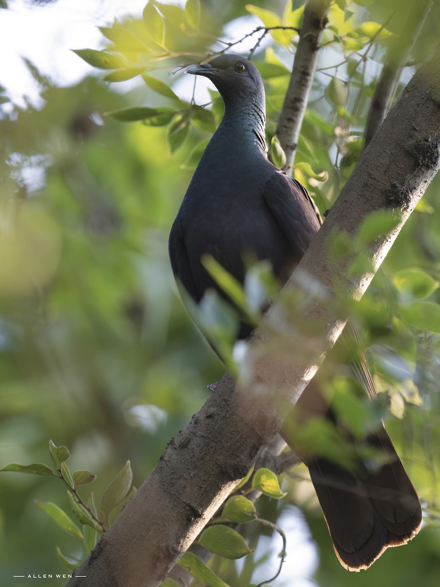 mikadodue - ML644627625