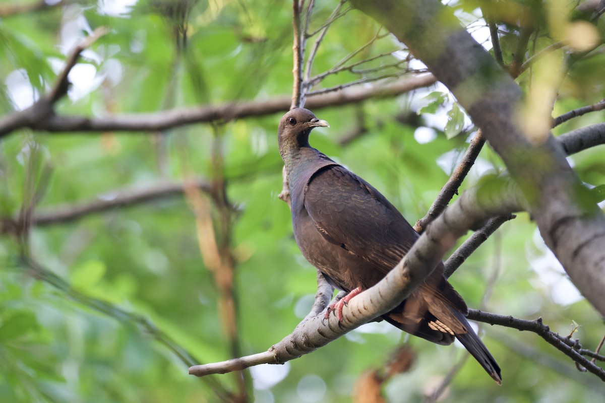 mikadodue - ML644627630