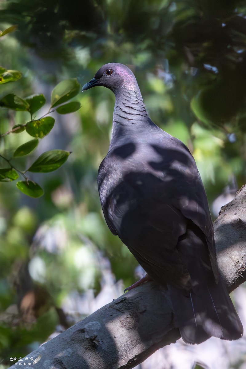 mikadodue - ML644627636