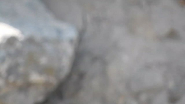 Cactus Canastero - ML644627637