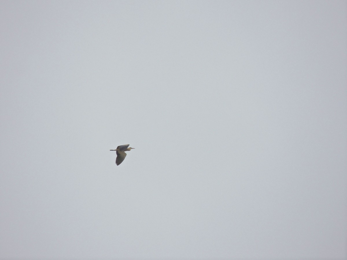 キムネゴイ - ML644627640