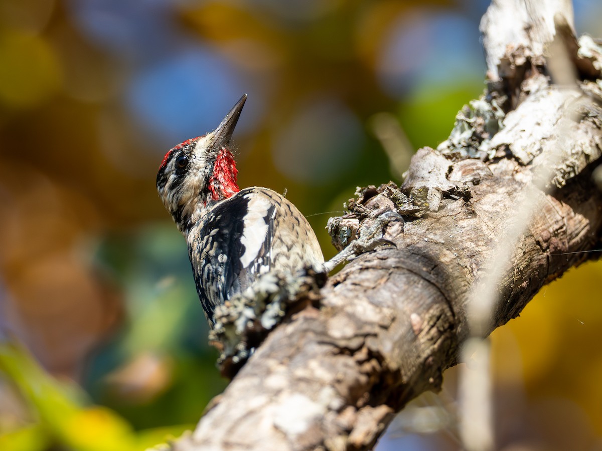 Yellow-bellied Sapsucker - ML644627641