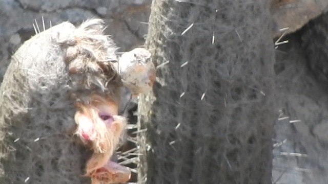 Cactus Canastero - ML644627644