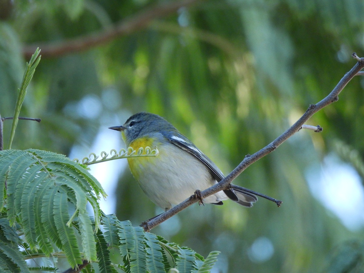 Northern Parula - ML644627669