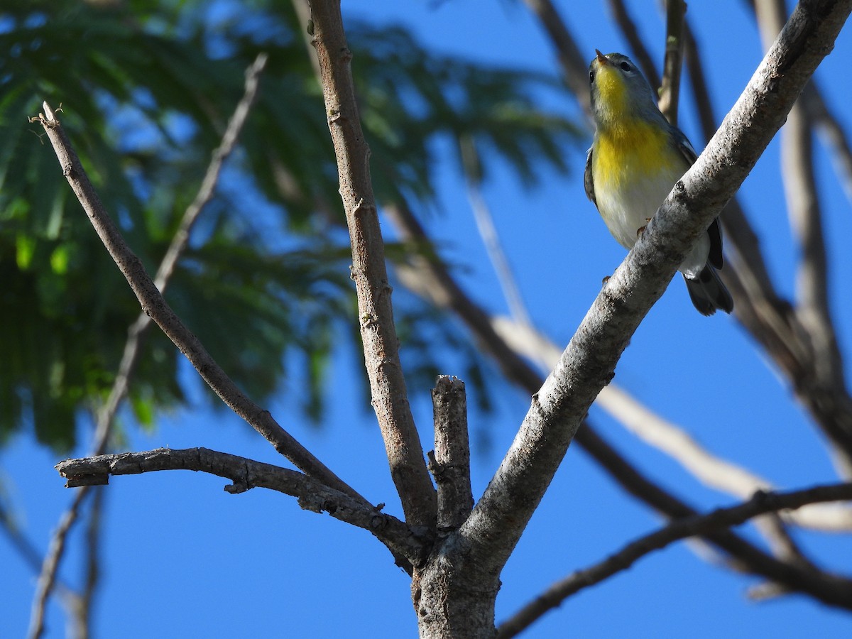 Northern Parula - ML644627670