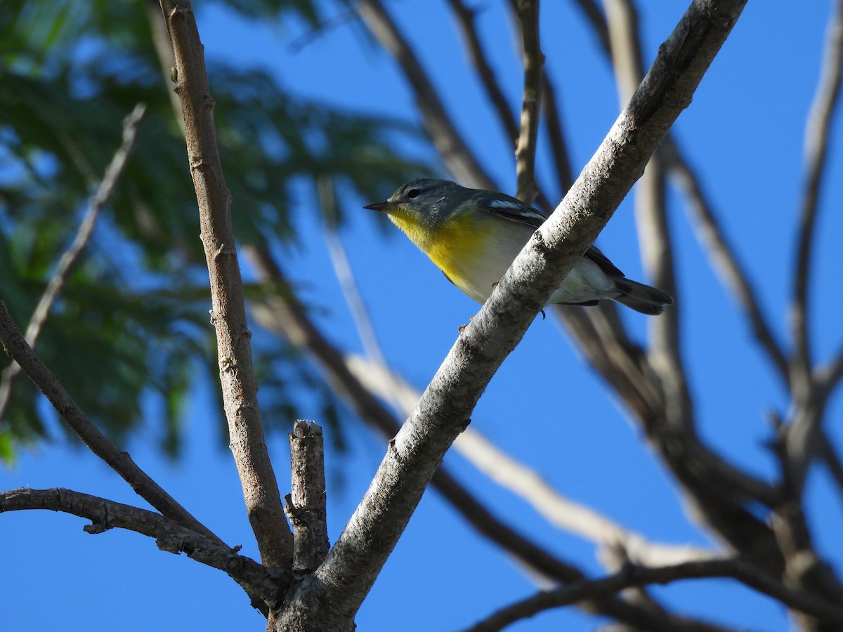 Northern Parula - ML644627671