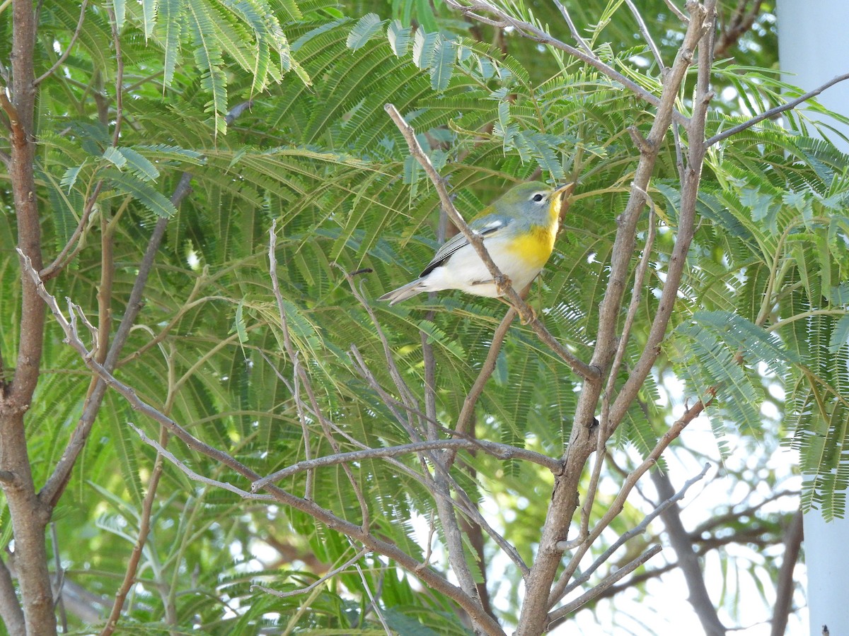 Northern Parula - ML644627672