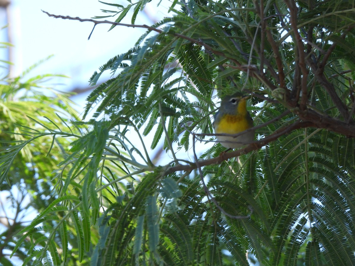 Northern Parula - ML644627673