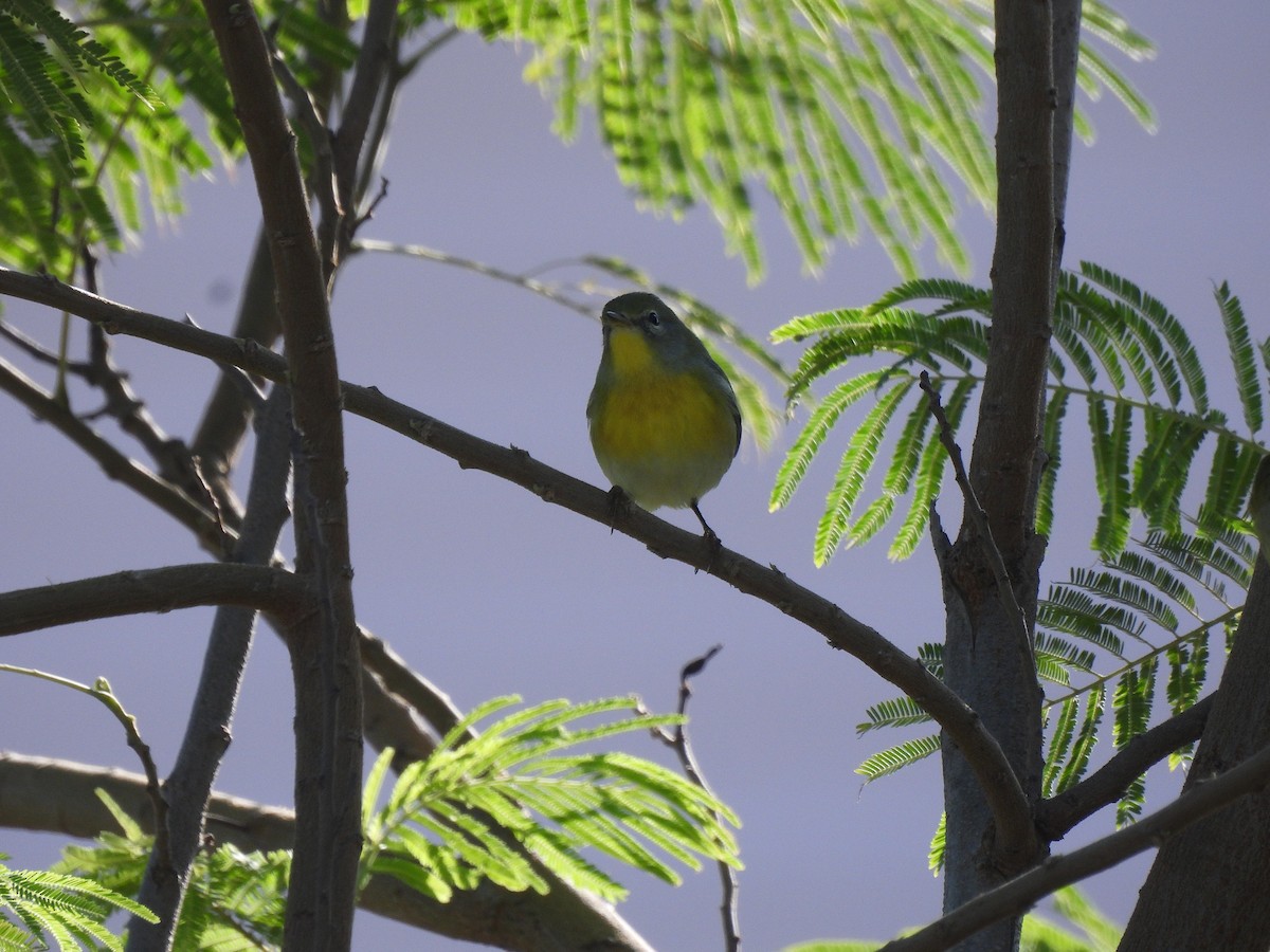 Northern Parula - ML644627674