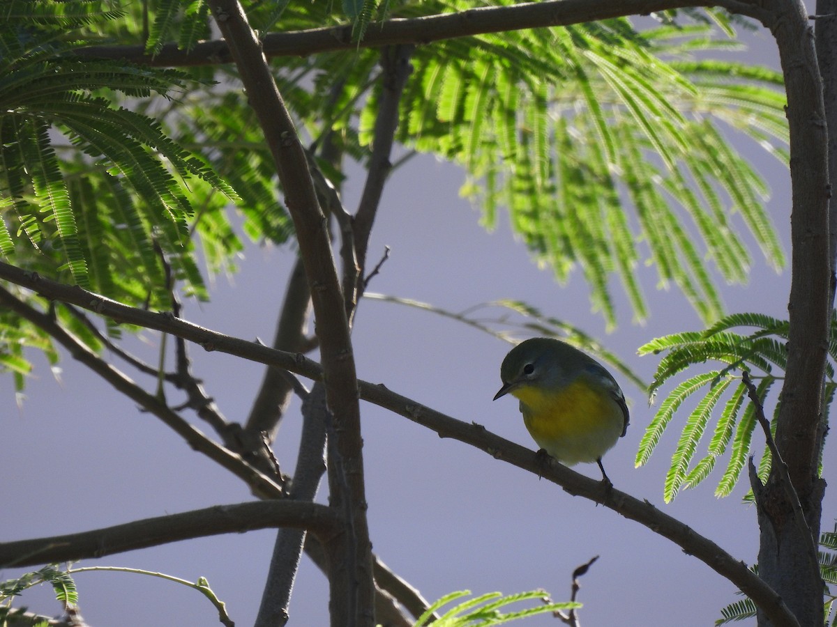 Northern Parula - ML644627675