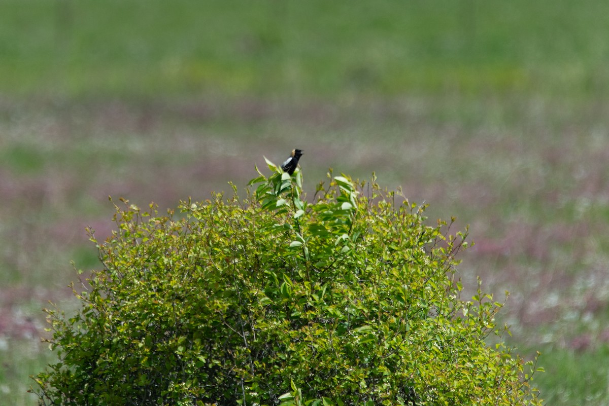 Bobolink - ML644627676