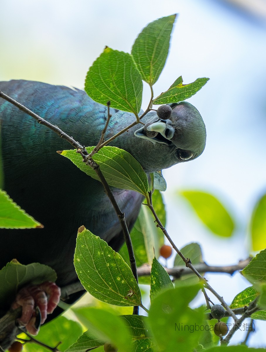 mikadodue - ML644627677