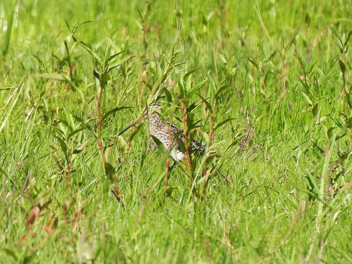 Pantanal Snipe - ML644627680