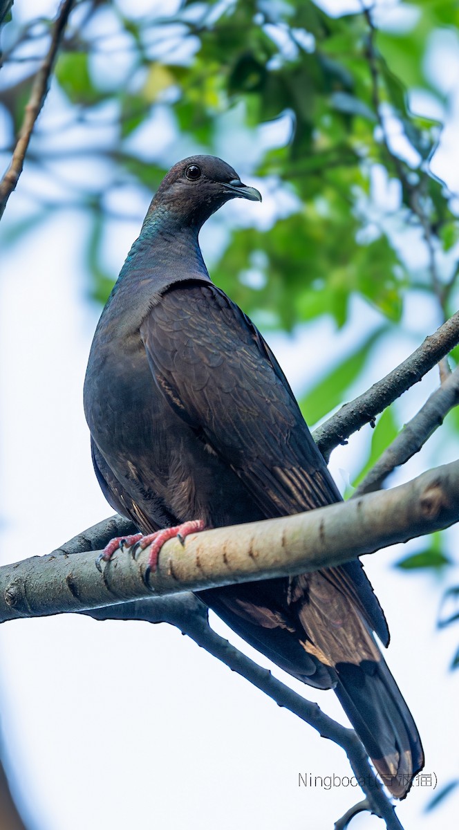 mikadodue - ML644627681