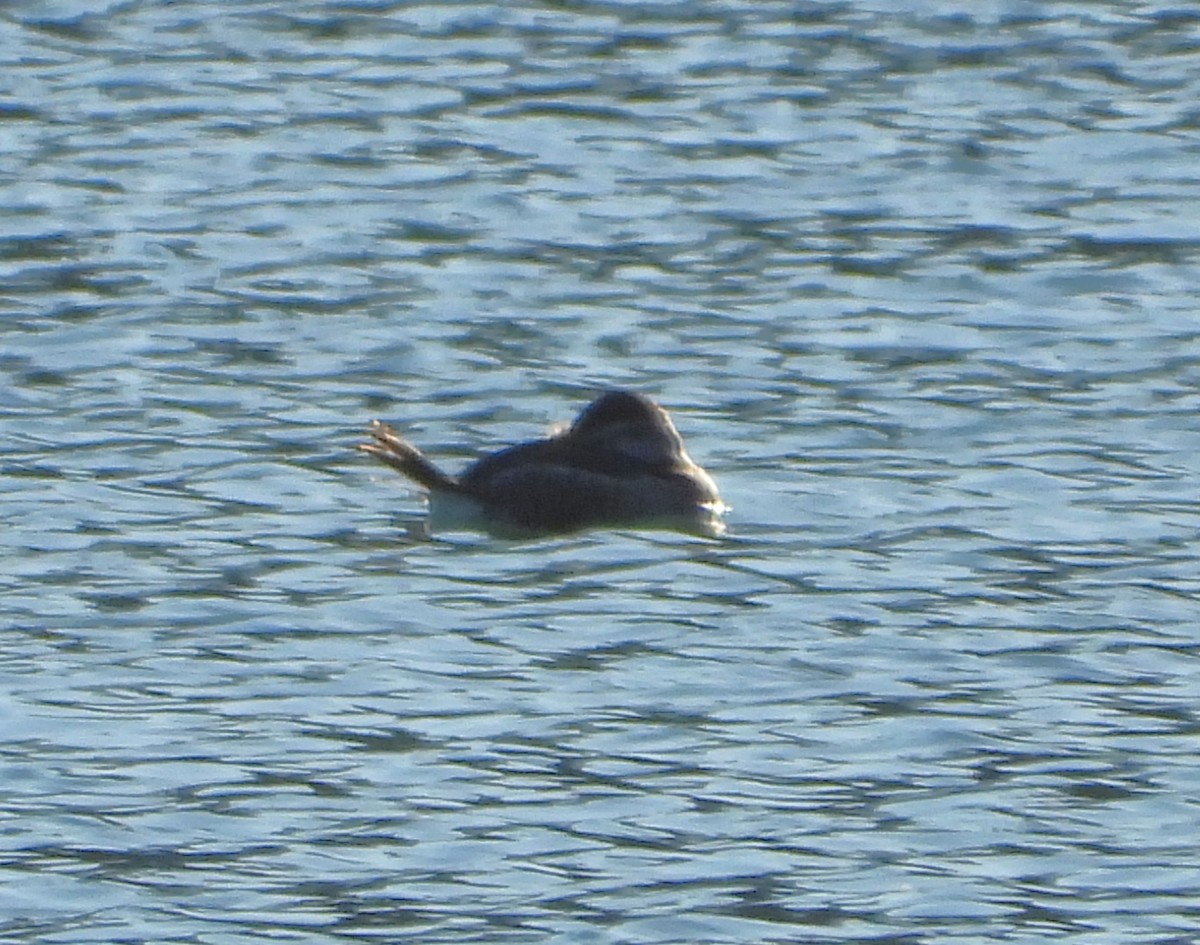 Amerika Dikkuyruğu - ML644627682