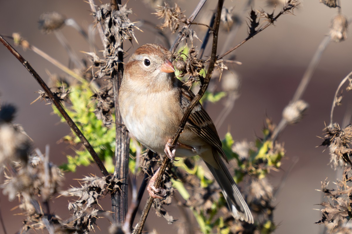 Field Sparrow - ML644627701