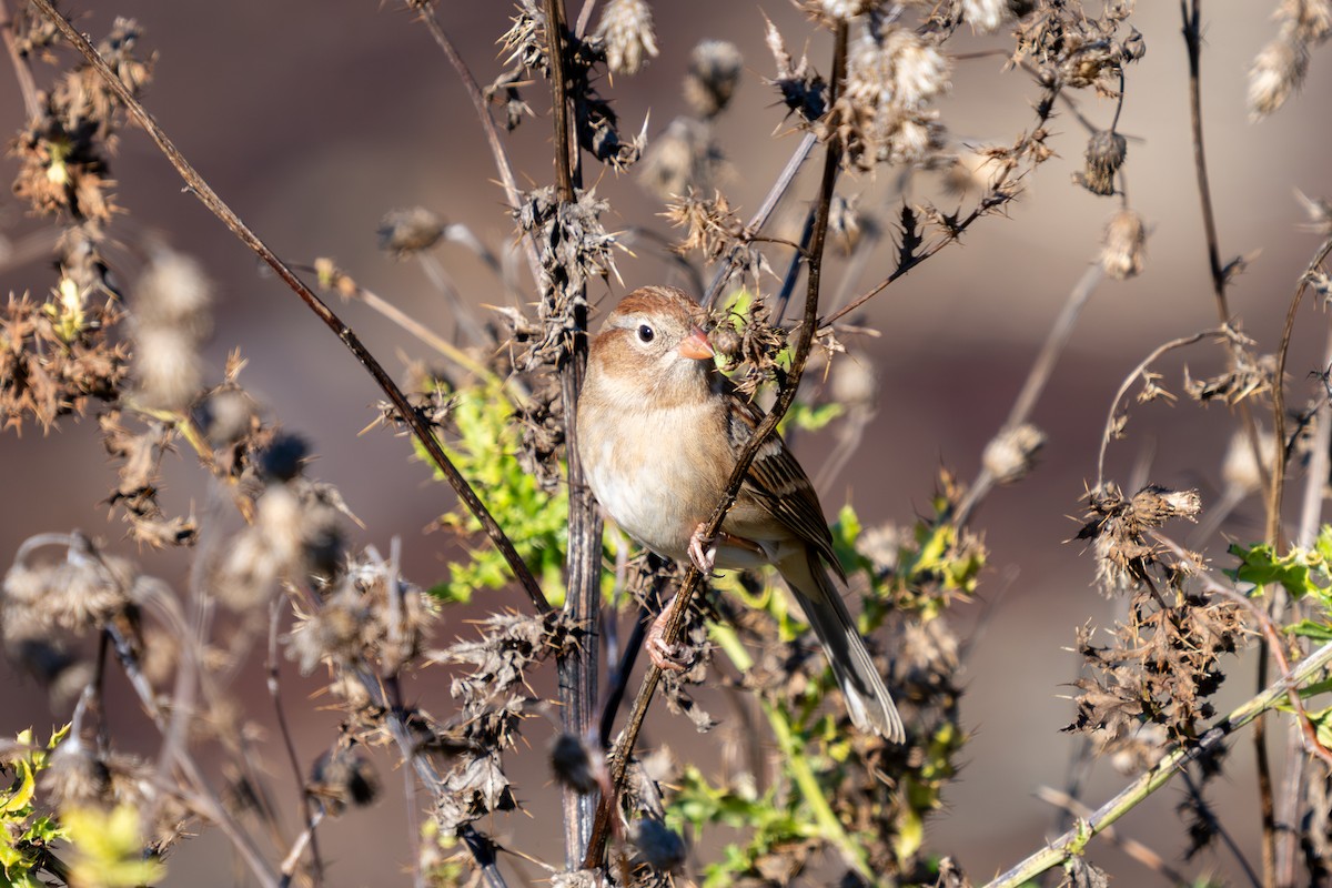 Field Sparrow - ML644627702