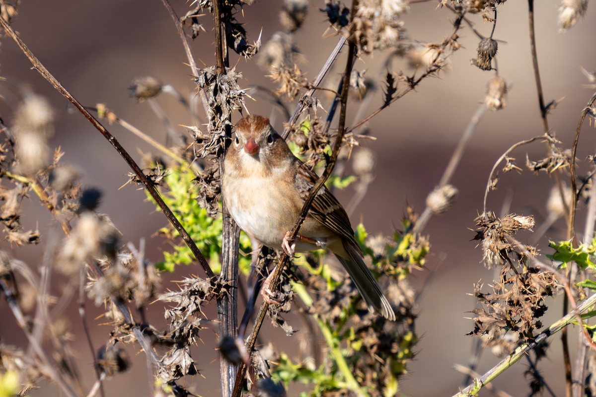 Field Sparrow - ML644627703
