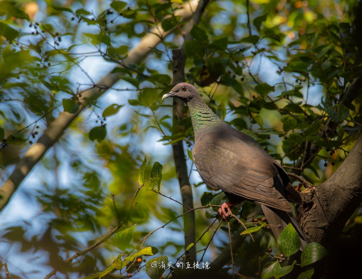 mikadodue - ML644627716