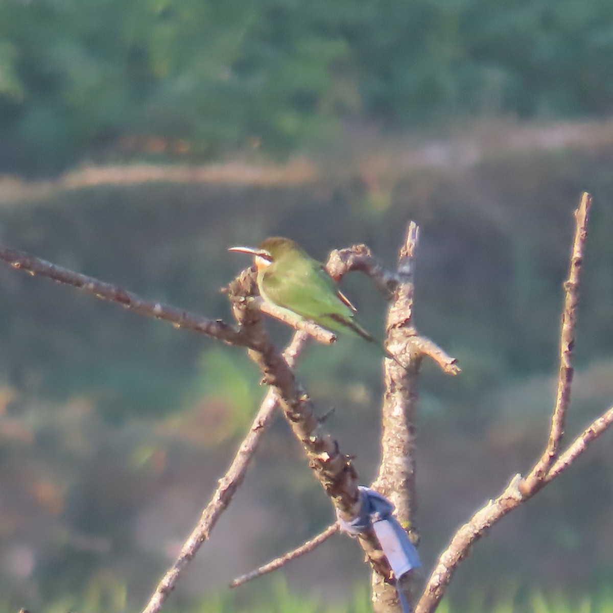 Olive Bee-eater - ML644627731