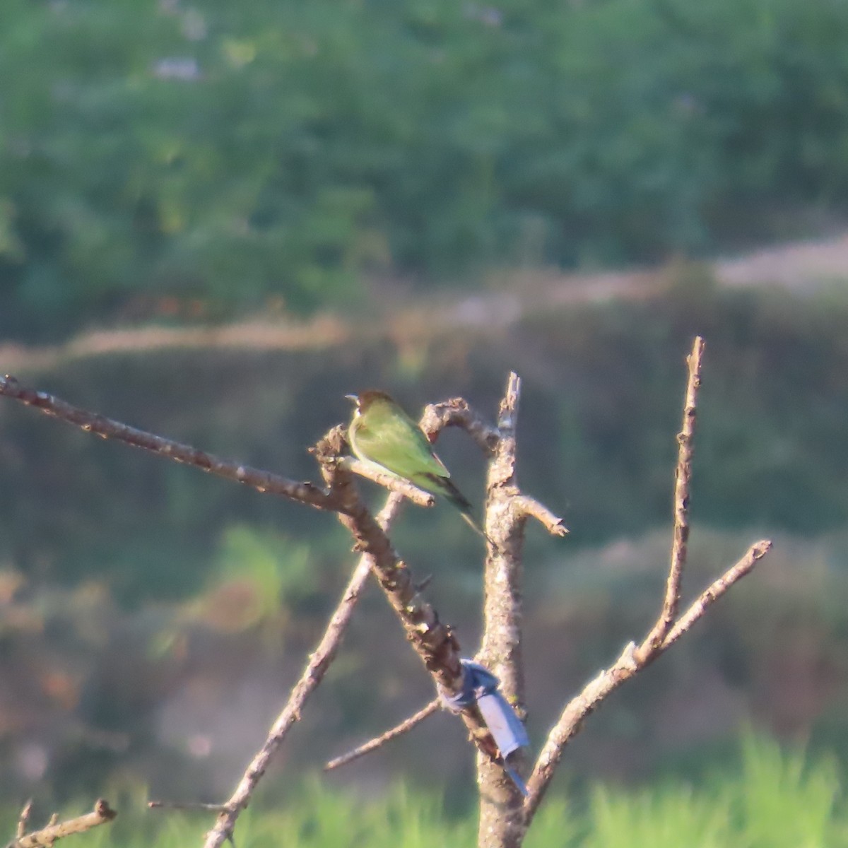Olive Bee-eater - ML644627732