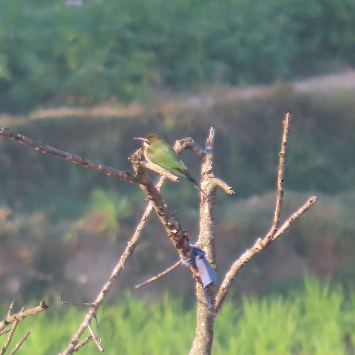 Olive Bee-eater - ML644627733