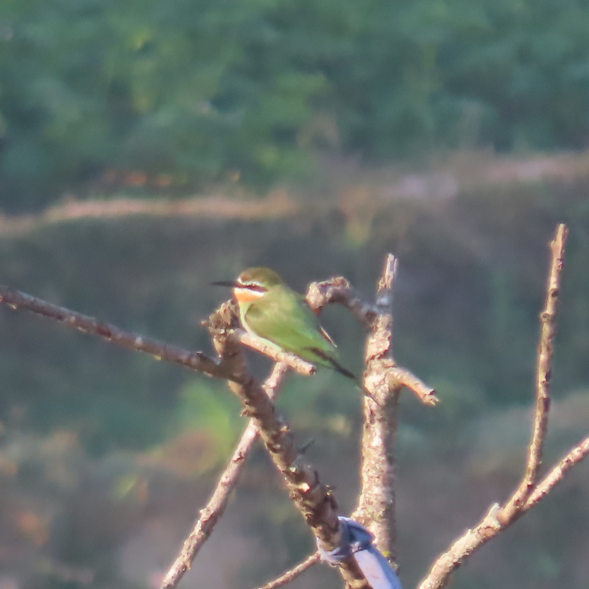 Olive Bee-eater - ML644627734