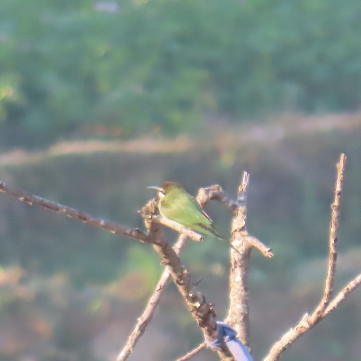 Olive Bee-eater - ML644627735