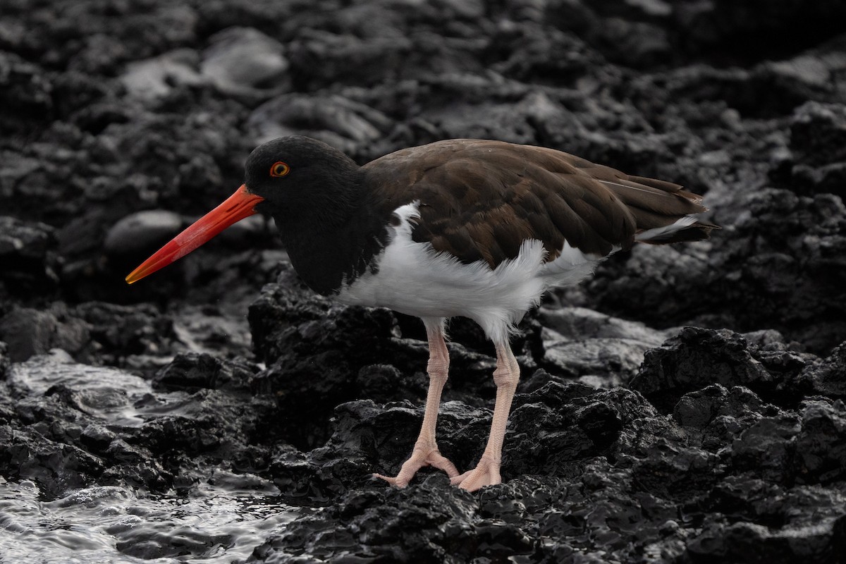 American Oystercatcher - ML644627736