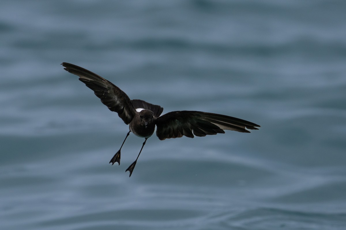 Elliot's Storm-Petrel - ML644627738