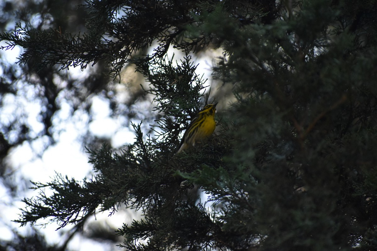 Townsend's Warbler - ML644627739